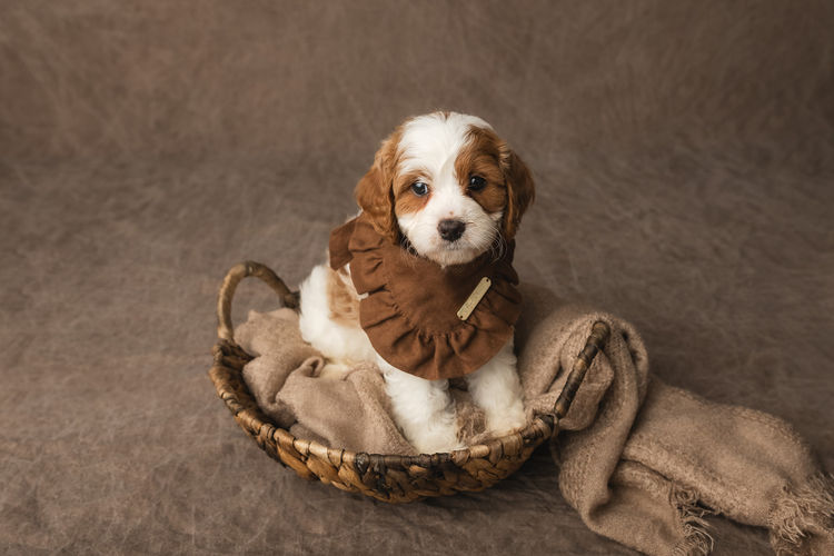 Harbour Valley Cavoodles & Theodores