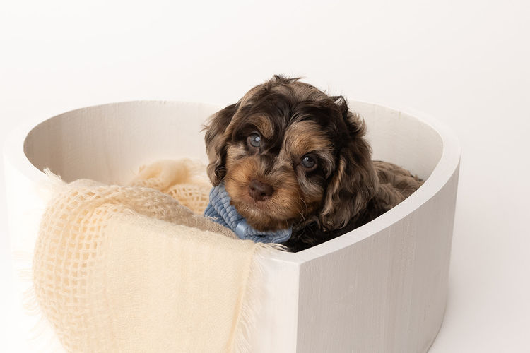 Harbour Valley Cavoodles & Theodores
