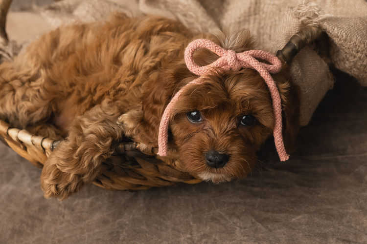 Harbour Valley Cavoodles & Theodores