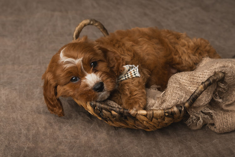 Harbour Valley Cavoodles & Theodores