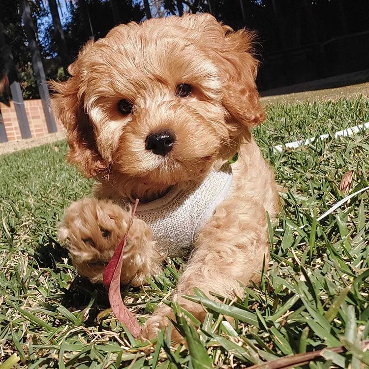 Harbour Valley Cavoodles & Theodores