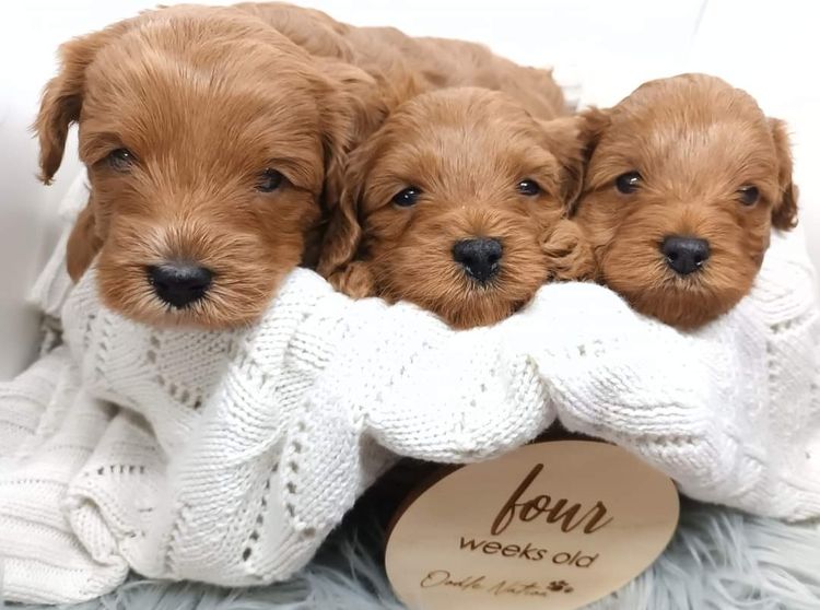 Harbour Valley Cavoodles & Theodores