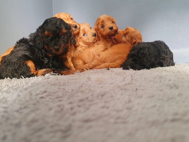 Morah Park Cavoodles