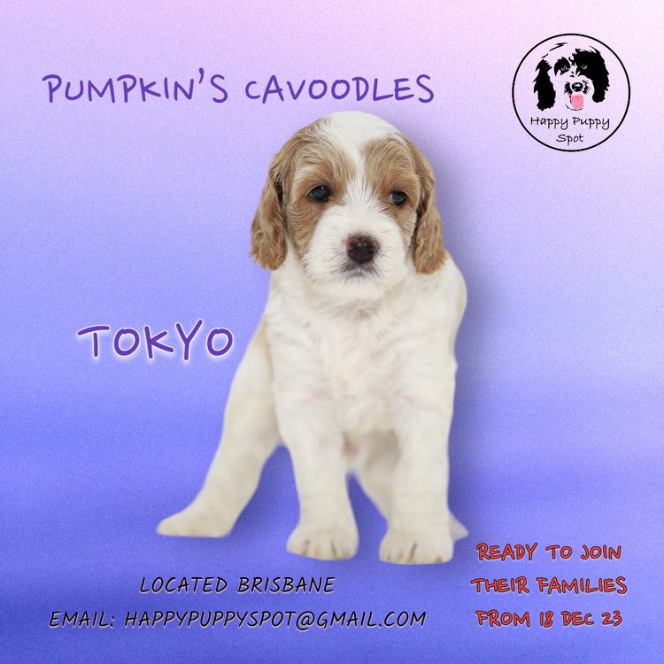 Brisbane’s Happy Puppy Spot Cavoodles