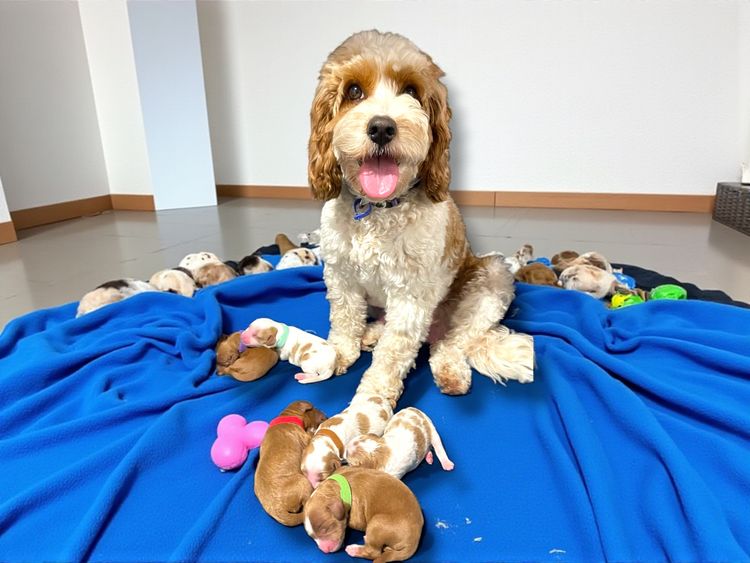 Brisbane’s Happy Puppy Spot Cavoodles