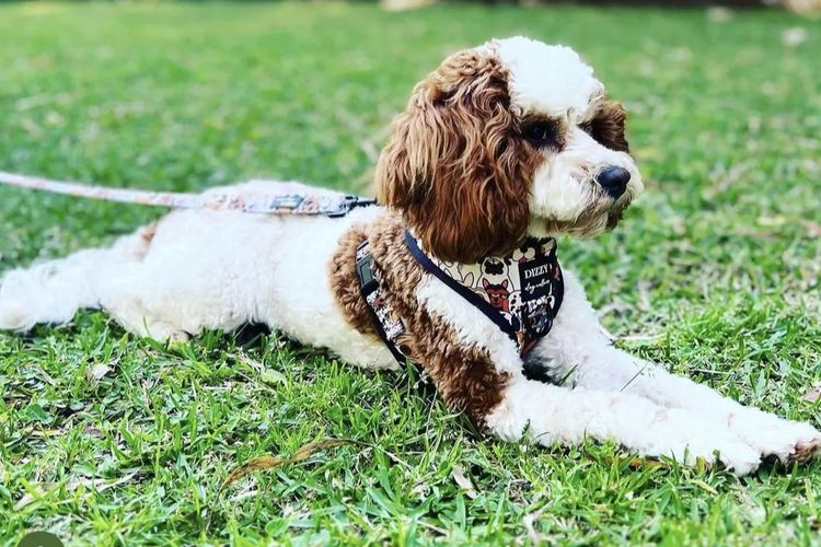 Brisbane’s Happy Puppy Spot Cavoodles
