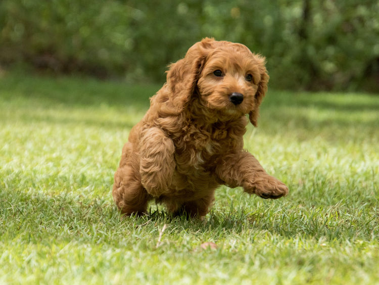 Brisbane’s Happy Puppy Spot Cavoodles