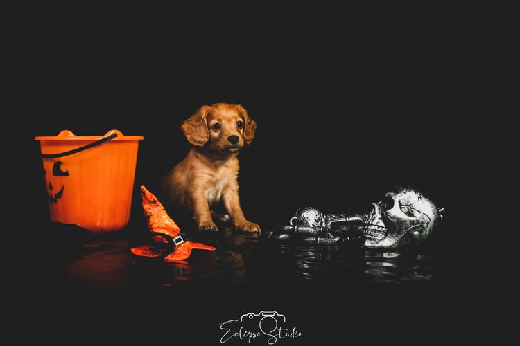 Brisbane’s Happy Puppy Spot Cavoodles