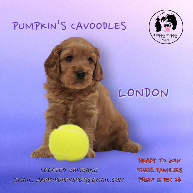 Brisbane’s Happy Puppy Spot Cavoodles