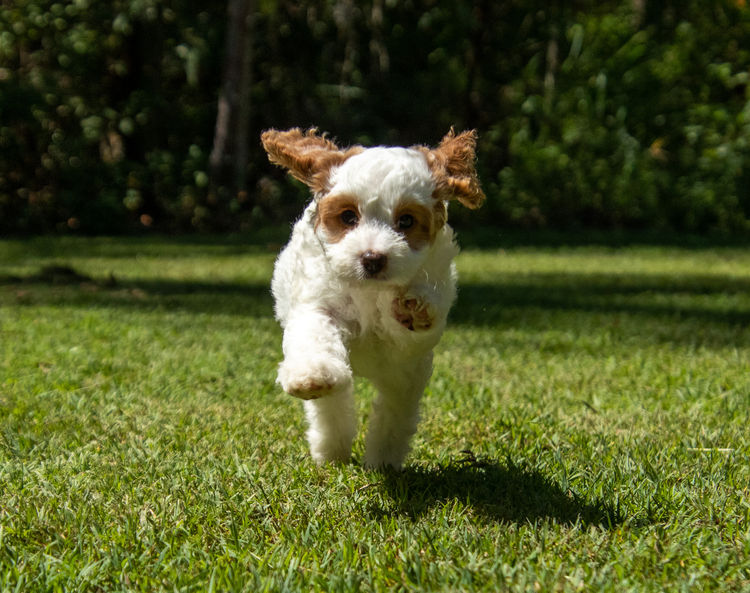 Brisbane’s Happy Puppy Spot Cavoodles