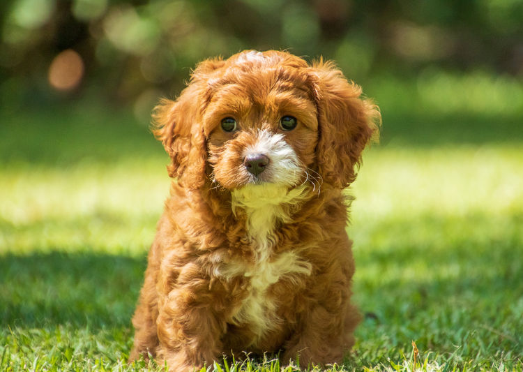Brisbane’s Happy Puppy Spot Cavoodles