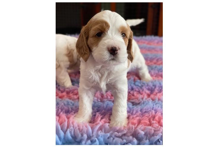 Brisbane’s Happy Puppy Spot Cavoodles