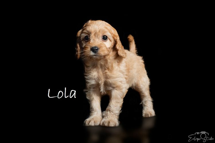 Brisbane’s Happy Puppy Spot Cavoodles