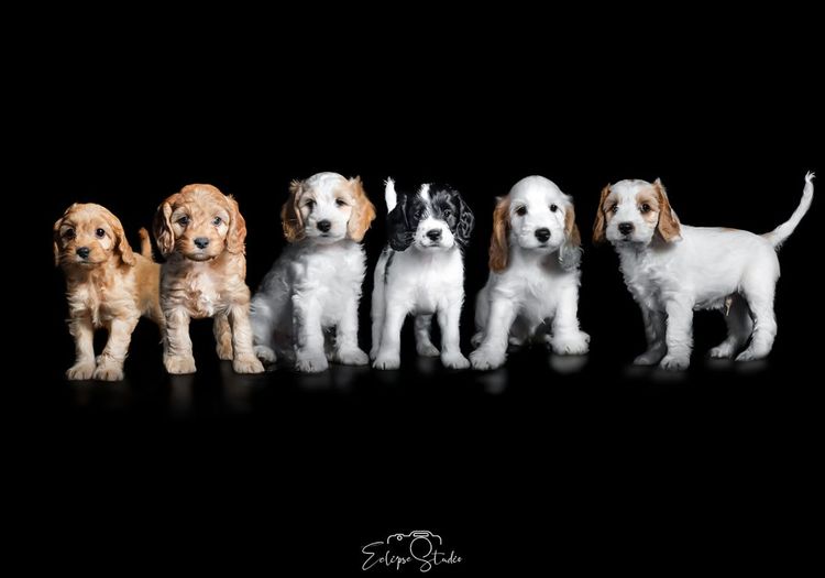 Brisbane’s Happy Puppy Spot Cavoodles