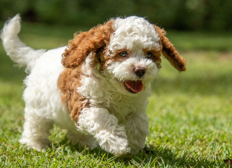 Brisbane’s Happy Puppy Spot Cavoodles