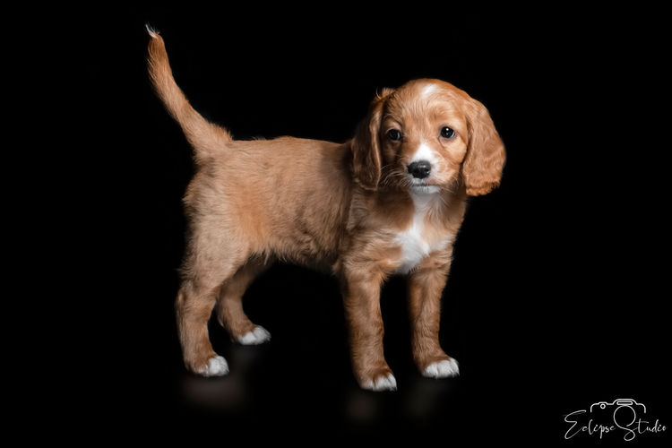 Brisbane’s Happy Puppy Spot Cavoodles