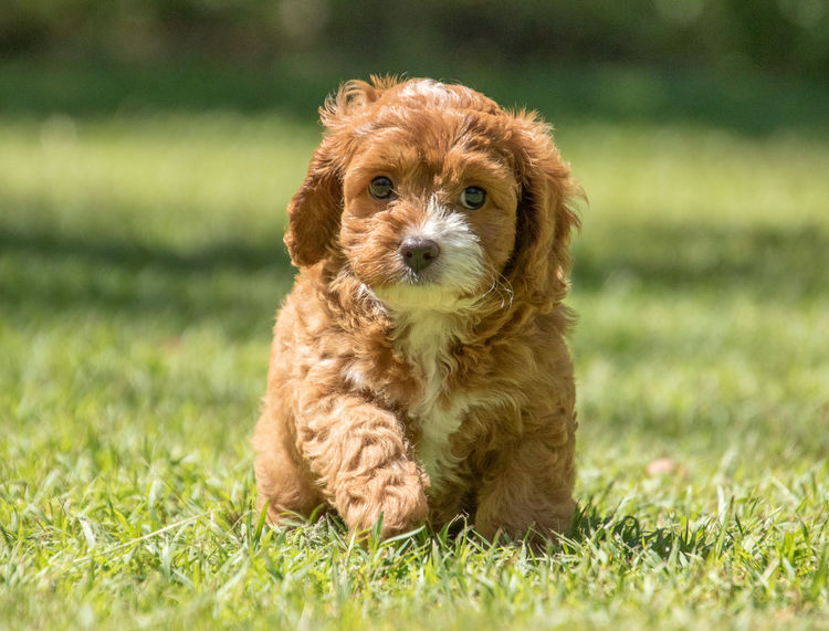 Brisbane’s Happy Puppy Spot Cavoodles