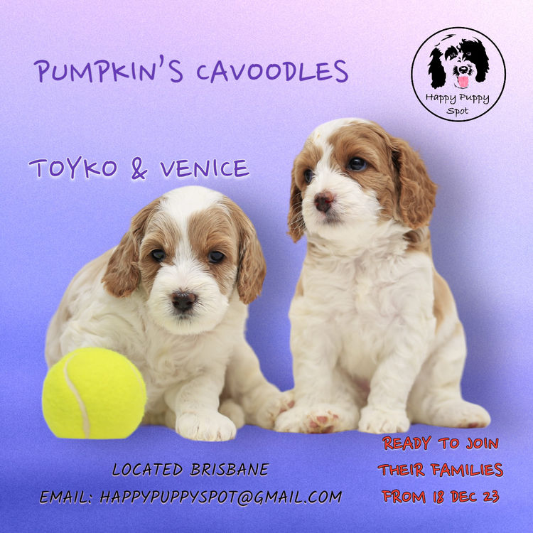 Brisbane’s Happy Puppy Spot Cavoodles