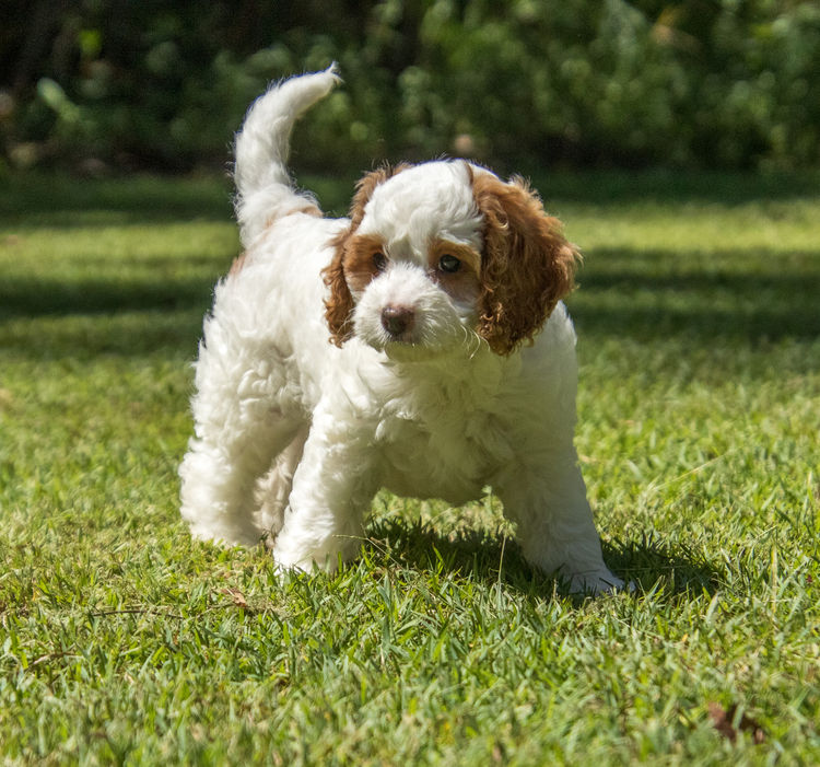 Brisbane’s Happy Puppy Spot Cavoodles