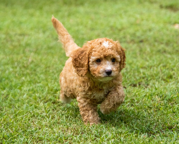 Brisbane’s Happy Puppy Spot Cavoodles