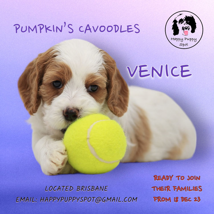 Brisbane’s Happy Puppy Spot Cavoodles