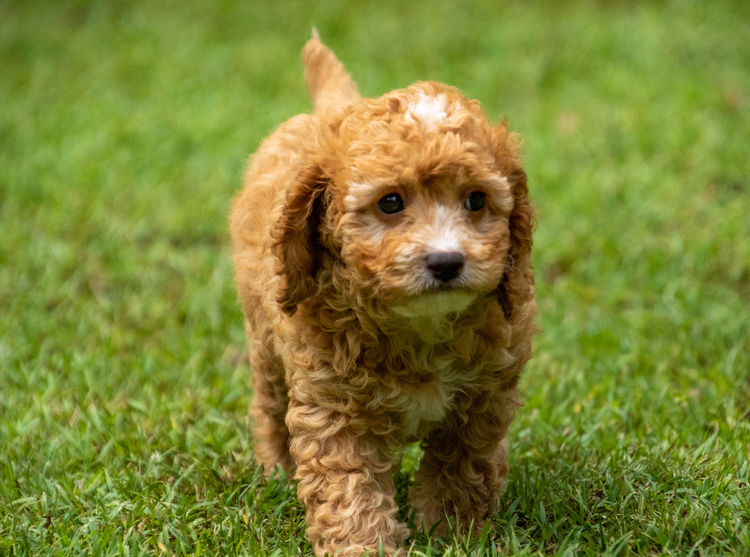 Brisbane’s Happy Puppy Spot Cavoodles