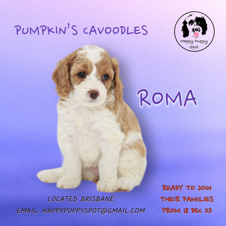 Brisbane’s Happy Puppy Spot Cavoodles