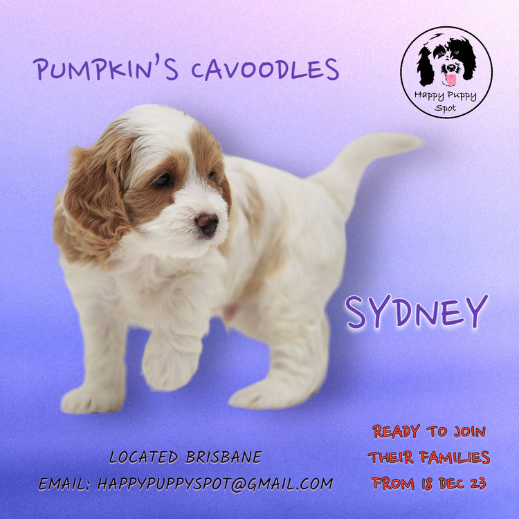 Brisbane’s Happy Puppy Spot Cavoodles