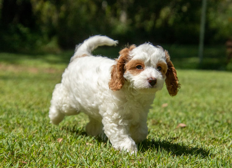 Brisbane’s Happy Puppy Spot Cavoodles