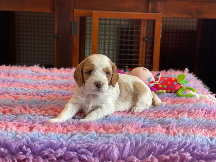 Brisbane’s Happy Puppy Spot Cavoodles