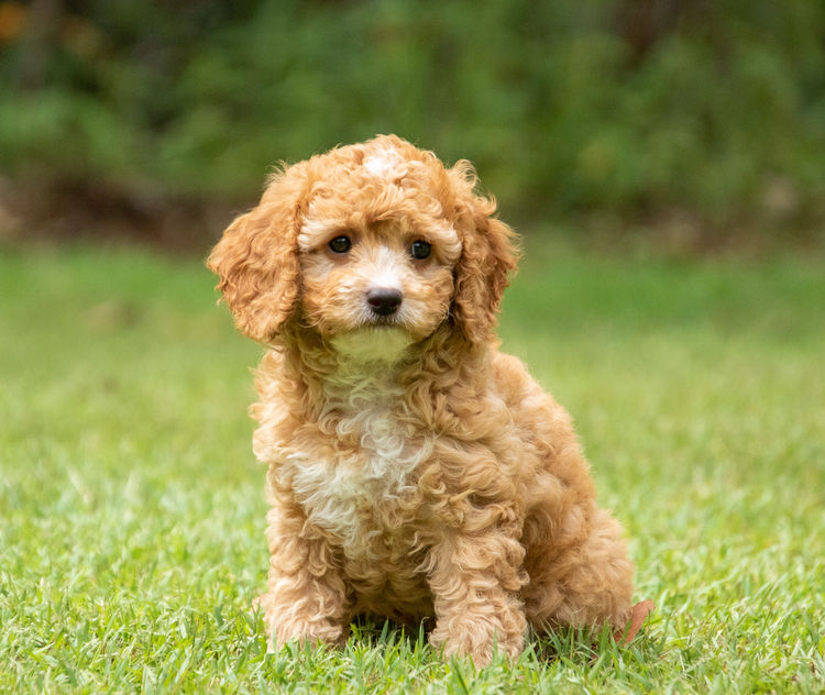 Brisbane’s Happy Puppy Spot Cavoodles