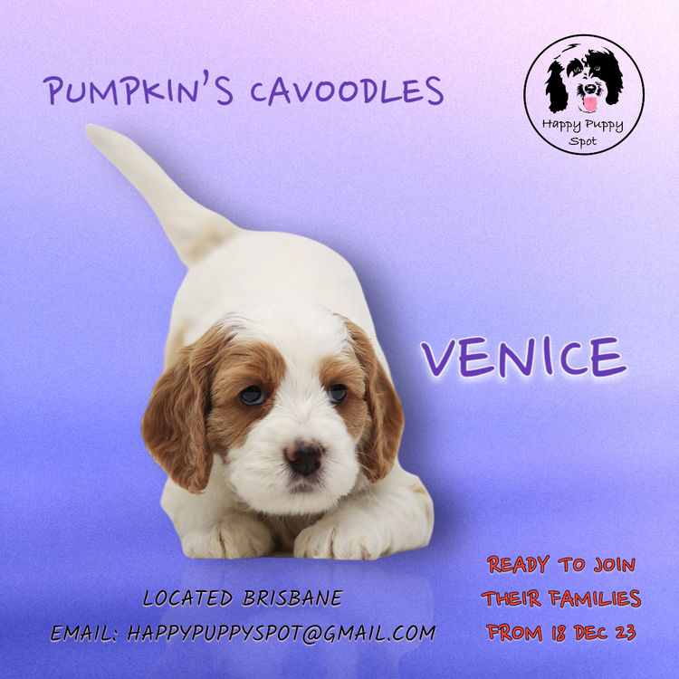 Brisbane’s Happy Puppy Spot Cavoodles