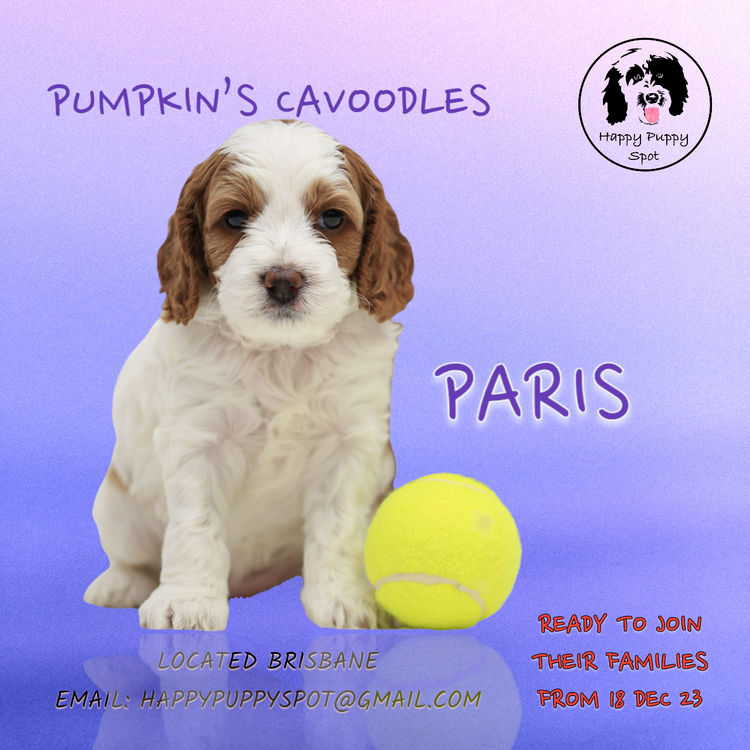 Brisbane’s Happy Puppy Spot Cavoodles