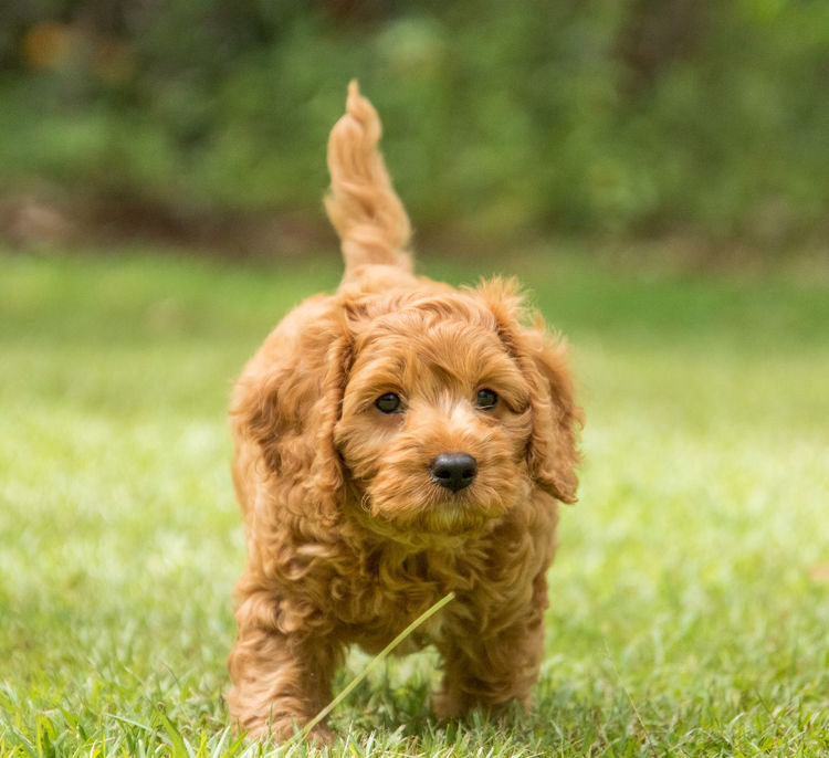 Brisbane’s Happy Puppy Spot Cavoodles