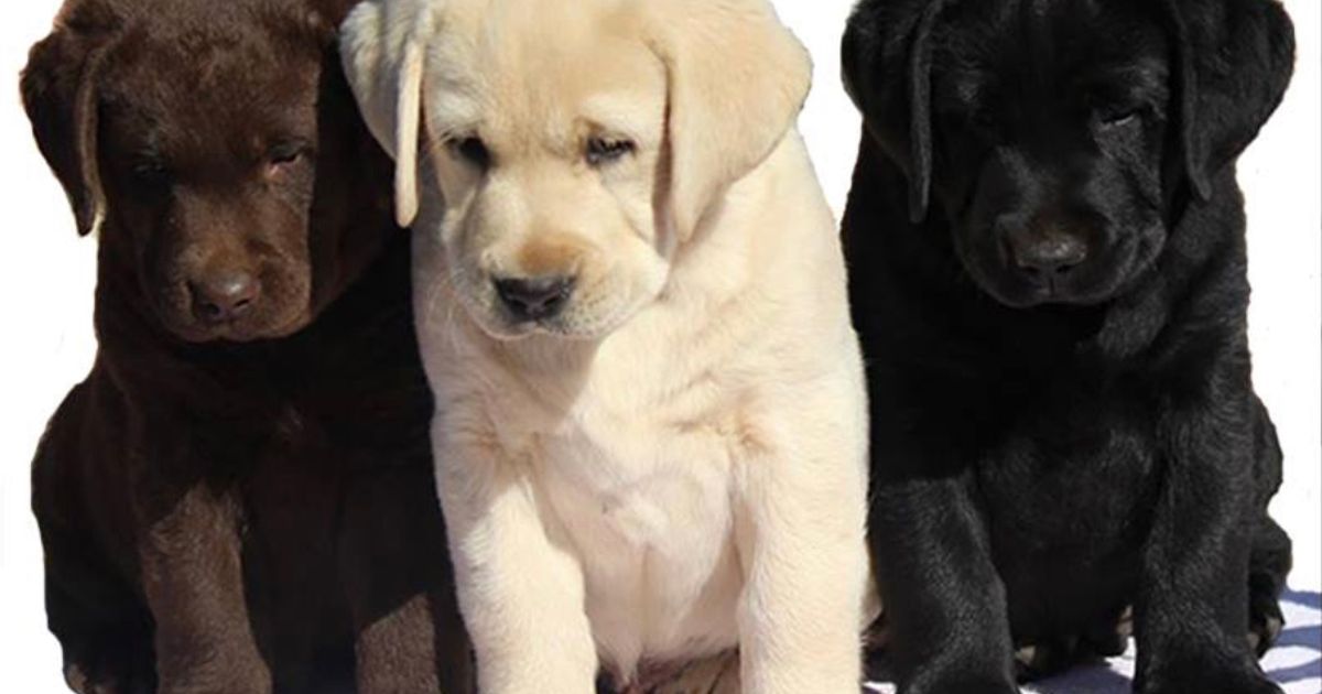 Degel Labradors, responsible breeder in New South Wales - RightPaw