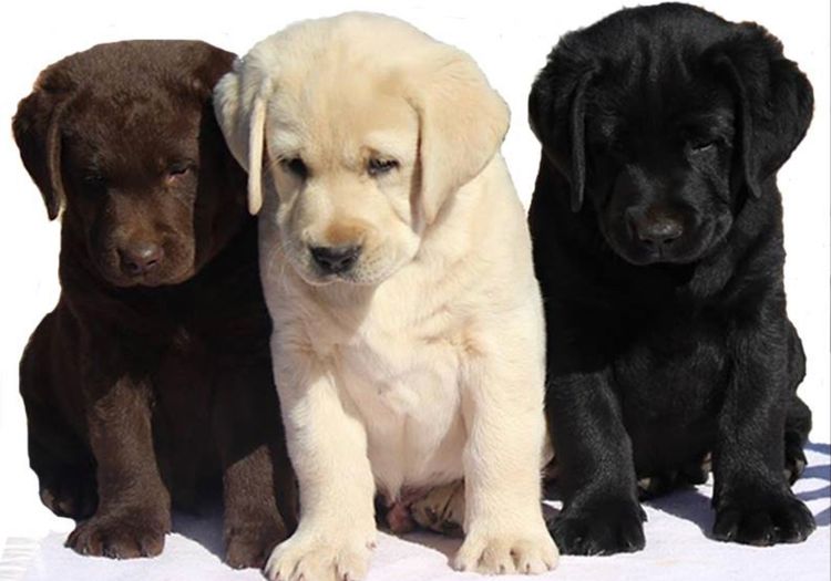 Degel Labradors