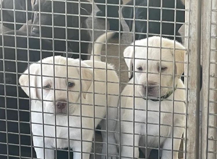 Degel Labradors