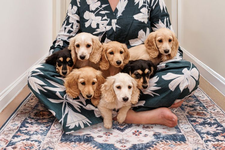 Ohana Dachshunds