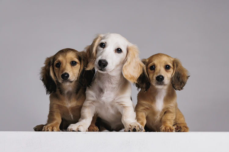 Ohana Dachshunds
