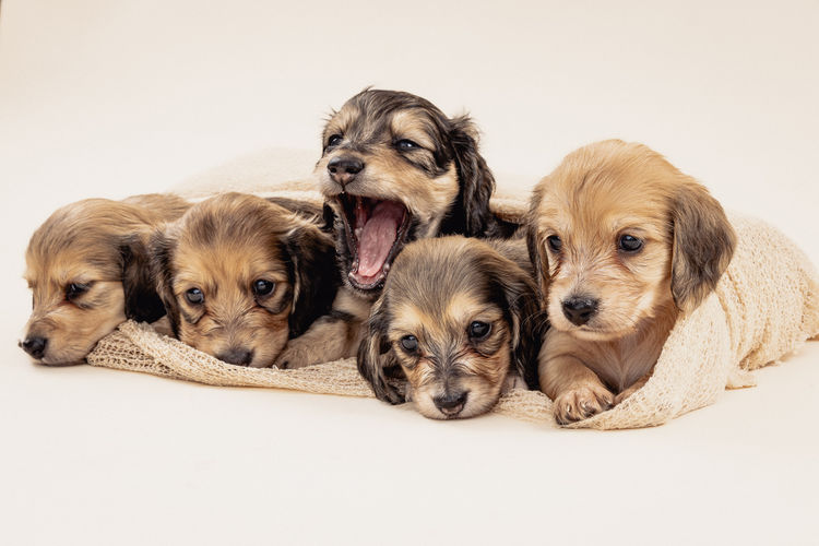 Ohana Dachshunds