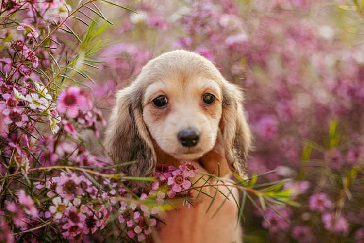 Ohana Dachshunds