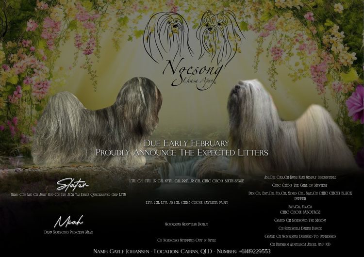 NGESONG Lhasa Apso