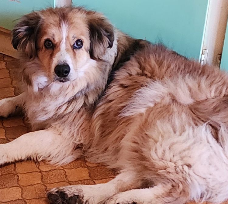 Alkirakeli Border Collies