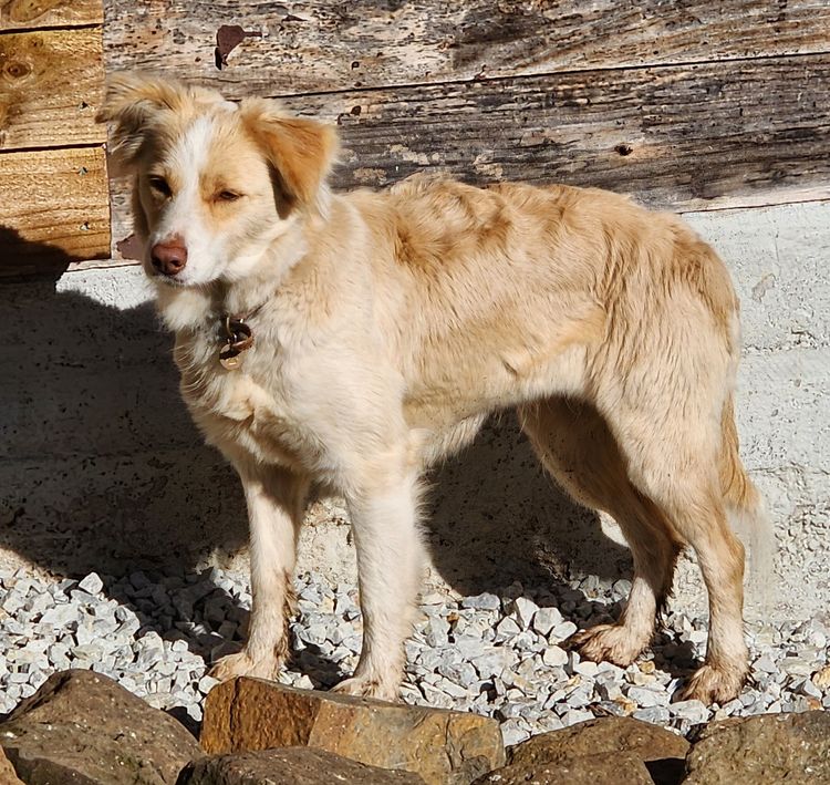Alkirakeli Border Collies