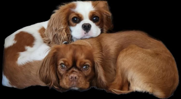 Lune & Leo Cavaliers