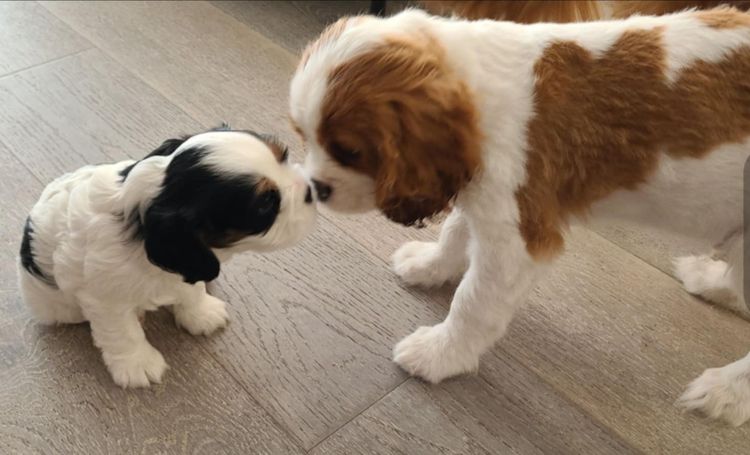 Lune & Leo Cavaliers