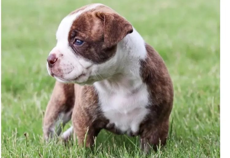 Top of the Range American Bulldogs