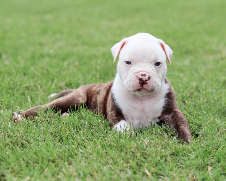 Top of the Range American Bulldogs
