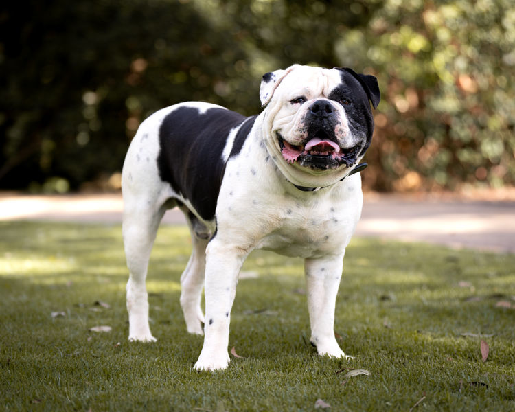 Top of the Range American Bulldogs