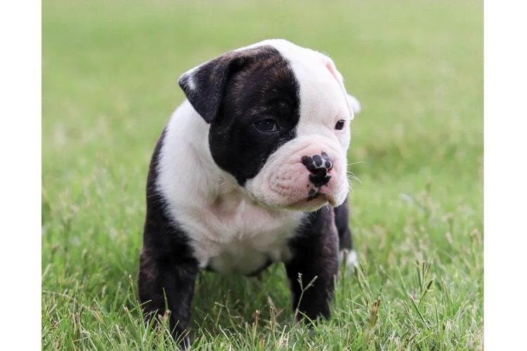 Top of the Range American Bulldogs